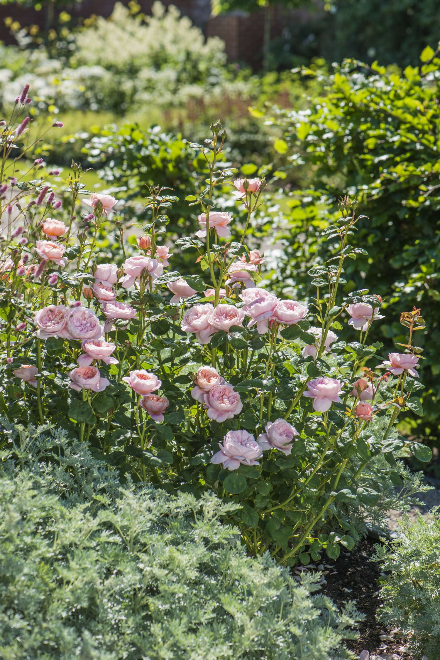 Ruusu 'Queen of Sweden™' (Austiger)